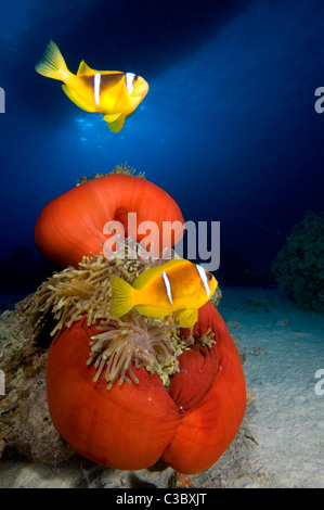 Anémone Heteractis magnifica-Magnifique et Mer Rouge poisson clown Amphiprion bicinctus- Banque D'Images