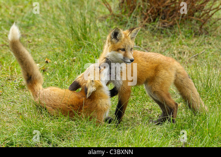 Deux renards bébé à jouer Banque D'Images