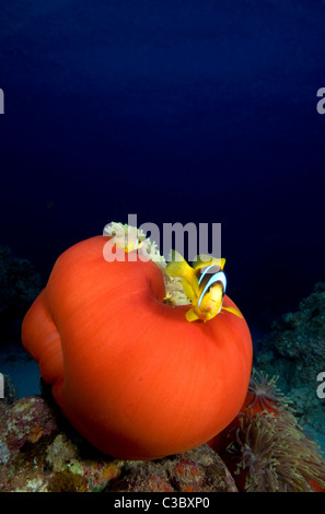 Anémone Heteractis magnifica-Magnifique et Mer Rouge poisson clown Amphiprion bicinctus- Banque D'Images