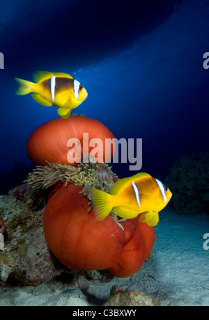 Anémone Heteractis magnifica-Magnifique et Mer Rouge poisson clown Amphiprion bicinctus- Banque D'Images