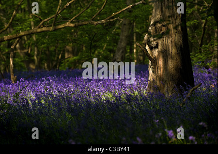 English Bluebells dans l'Essex. Photo par Gordon 1928 Banque D'Images