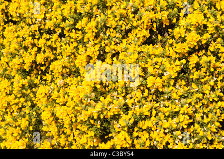 Bush ajoncs en fleurs Banque D'Images