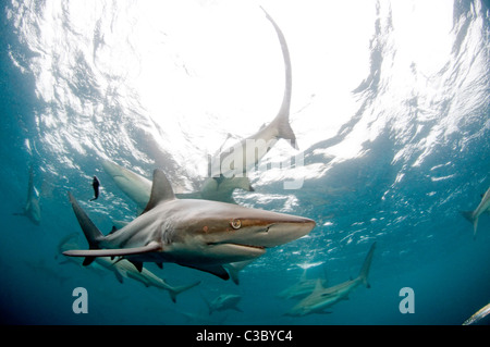 Blacktip shark-Carchahinus limbatus Banque D'Images