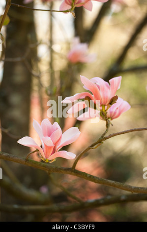 Magnolia sprengeri en fleur Banque D'Images