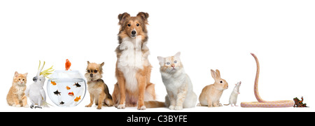 Groupe d'animaux domestiques in front of white background Banque D'Images