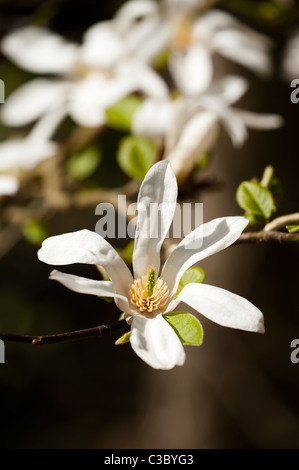 Magnolia kobus en fleur Banque D'Images