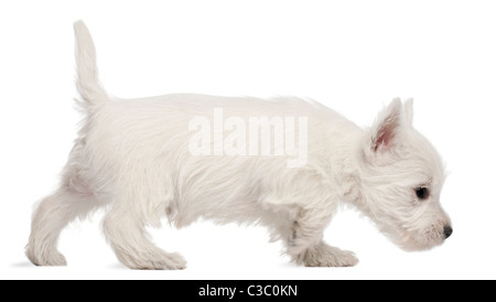 West Highland Terrier puppy, 7 semaines, in front of white background Banque D'Images