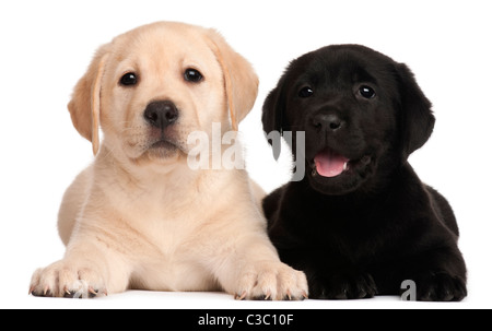 Deux chiots Labrador, 7 semaines, in front of white background Banque D'Images