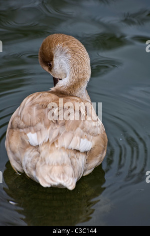 Les femelles du Crested Pochard au lissage sur l'eau Banque D'Images