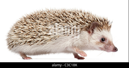 Quatre-toed Hedgehog, Atelerix albiventris, 10 years old, in front of white background Banque D'Images