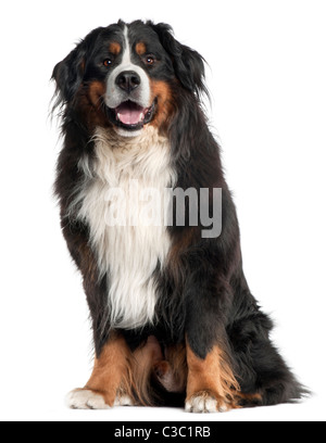 Bernois, âgé de 6 ans, in front of white background Banque D'Images