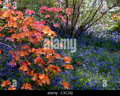 Azalées, rhododendrons et de jacinthes dans les jardins botaniques de la Royal Horticultural Society, Wisley, Royaume-Uni Banque D'Images