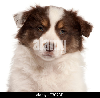 Close-up of Border Collie puppy, 2 months old, in front of white background Banque D'Images