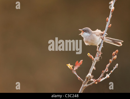 Fauvette grisette (Sylvia communis) le chant de la perche, Warwickshire Banque D'Images