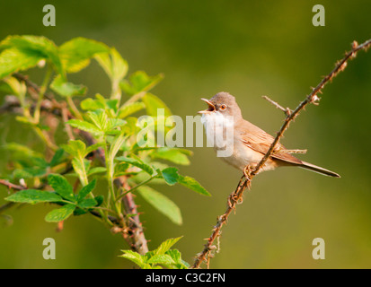 Fauvette grisette (Sylvia communis) le chant de la perche, Warwickshire Banque D'Images