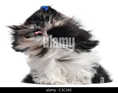 Shih Tzu avec cheveux au vent, l'âge de 4 ans, in front of white background Banque D'Images