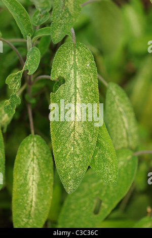 La cicadelle (Eupteryx melissae chrysanthème) dommages aux feuilles de sauge Banque D'Images