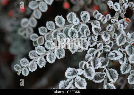 Givre sur le Cotoneaster horizontalis feuilles dans un jardin en hiver Devon Banque D'Images