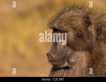 Closeup portrait of a male baboon Banque D'Images