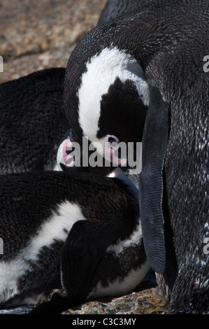 Pingouins africains (Spheniscus demersus) comportement collage couple Boulders Beach, Simon's Town Table Mountain N.P. Banque D'Images