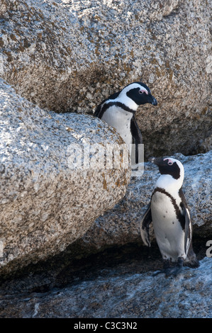 Pingouins africains (Spheniscus demersus) marcher parmi les rochers de granit Simon's Town Parc National de Table Mountain Cape Peninsula Banque D'Images