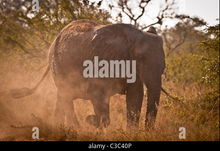 L'éléphant africain avec de la poussière éclairée par le soleil l'après-midi Banque D'Images