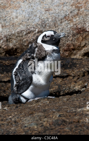 Manchot du Cap (Spheniscus demersus) preuve de la mue d'une importante perte de poids Boulders Beach Western Cape Afrique du Sud Banque D'Images