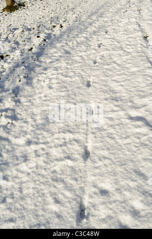 Les voies d'un renard roux (Vulpes vulpes) dans de la neige légère, Devon Banque D'Images