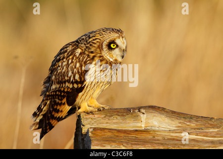 Hibou moyen court perché sur frosty log in marsh-Boundary Bay, Vancouver, Colombie-Britannique, Canada. Banque D'Images