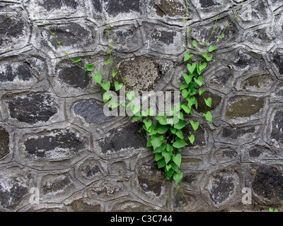 Coral Vine ( Antigonon Leptopus ) Banque D'Images