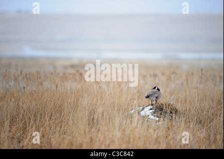 Une bernache du Canada (Branta canadensis) est assis sur un rat musqué lodge dans un centre du Montana marsh. Banque D'Images