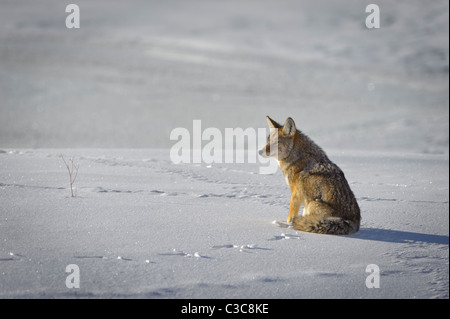 Un coyote (Canis latrans) prend le soleil sur un froid matin d'hiver, Wyoming Banque D'Images