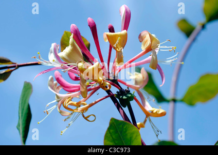 Une vue en gros plan d'une fleur de chèvrefeuille Banque D'Images