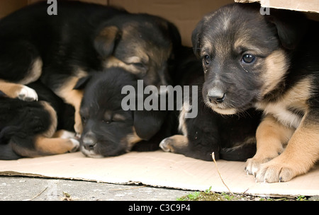 Sans-abri quatre chiots dans un carton Banque D'Images