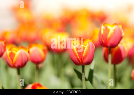 Tulipes fantaisie au Highland Park à Rochester NY USA. Banque D'Images