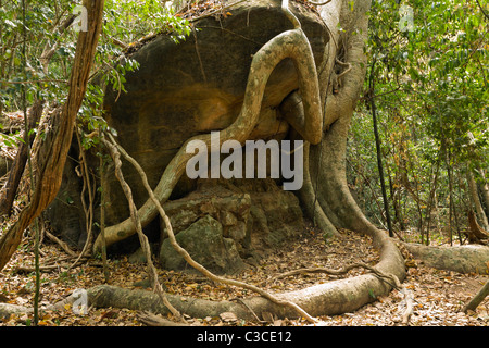 Treeroots serrant un rocher dans la jungle par Kbal Spean, un site d'Angkor au Cambodge Banque D'Images