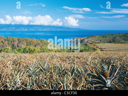 Hawaii, Maui, l'île de la vallée, les champs de pins, Honolua, West Maui Banque D'Images