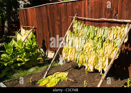 Les feuilles de tabac suspendu pour le séchage à Skansen musée en plein air. Banque D'Images