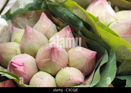Bouquet de lotus bud à Bangkok marché aux fleurs Banque D'Images