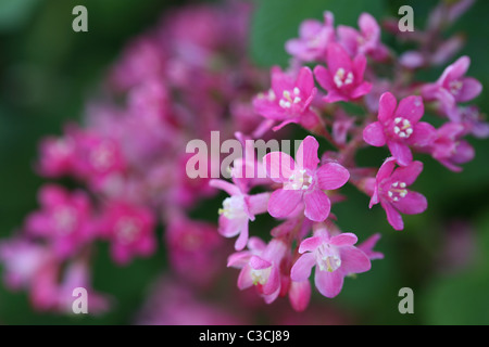 Cassis ribes floraison au printemps Banque D'Images