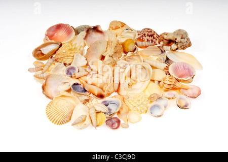 Pile de nombreuses différentes sortes de coquillages isolé sur fond blanc, découpe. Banque D'Images