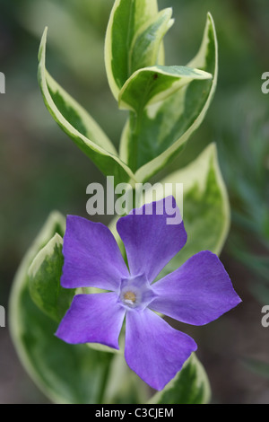 Floraison pervenche vinca Banque D'Images