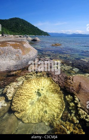 Soft coral en eaux peu profondes au calme à marée basse, Fitzroy Island, Grande Barrière de Corail, Queensland, Australie Banque D'Images