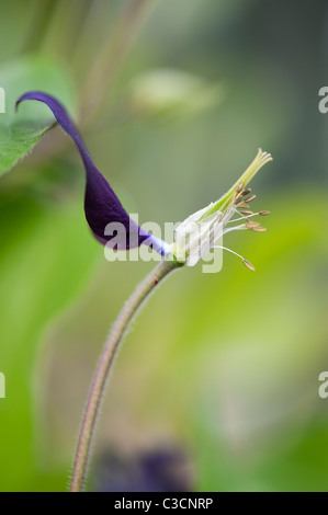 Mourir Aquilegia vulgaris flower montrant les organes de reproduction, la stigmatisation de l'anthère de l'étamine et filaments Banque D'Images