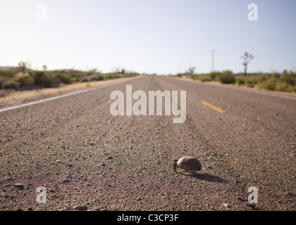 La tortue du désert de Mojave (Gopherus agassizii) marcher sur la chaussée - Mojave, Californie USA Banque D'Images