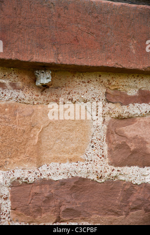 Wasp sur son nid sur le mur de la maison en pierre historique sur le Manassas National Battlefield. Banque D'Images