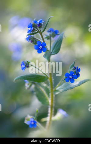 Brunnera macrophylla - fleurs Vipérine commune de Sibérie Banque D'Images