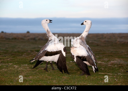 Les hautes terres, d'oie Bernache de Magellan (Chloephaga picta), les mâles se battre. Sea Lion Island, îles Falkland. Banque D'Images