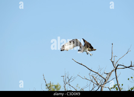 Un balbuzard pêcheur (Pandion haliaetus) prend son envol à partir d'un arbre, ailes déployées et serres tendues Banque D'Images