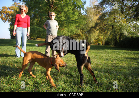 Les propriétaires de chiens et les chiens jouant Banque D'Images